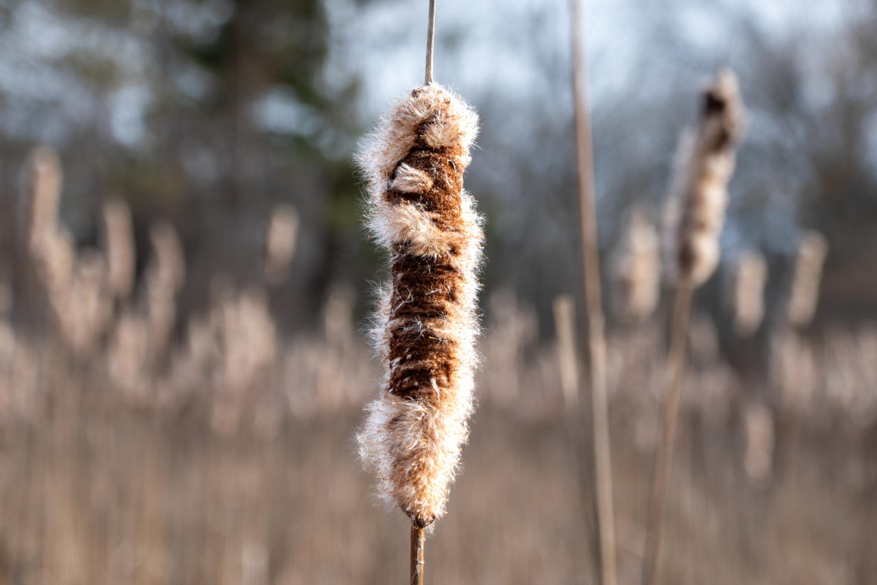 Cattail In Winter by danlovy on DeviantArt