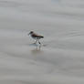 Shore Bird