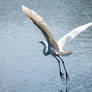 Egret Take Off