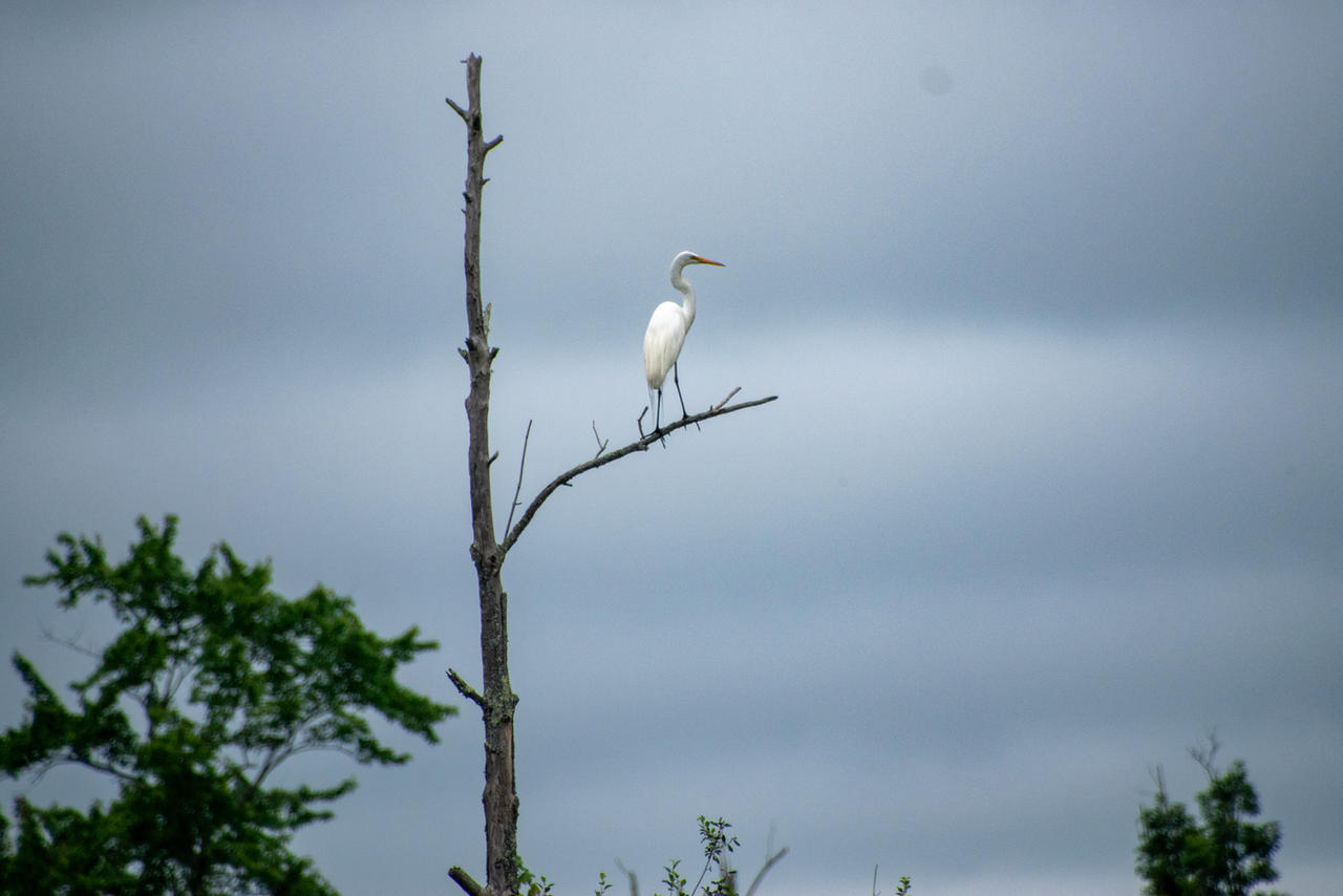 Egret In A Tree