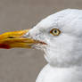 Seagull Head