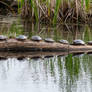 Turtle Line