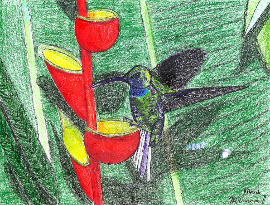 Lightning Hummingbird Hummingbird by LightningLionNG on DeviantArt