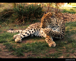 Gepard