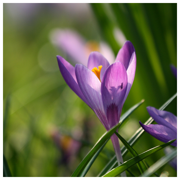 Crocus