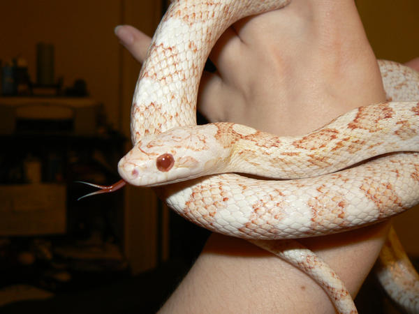 Frost Creamsicle Corn Snake 9 By Shadedrain On Deviantart