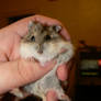 Breeder Dwarf Hamsters 6