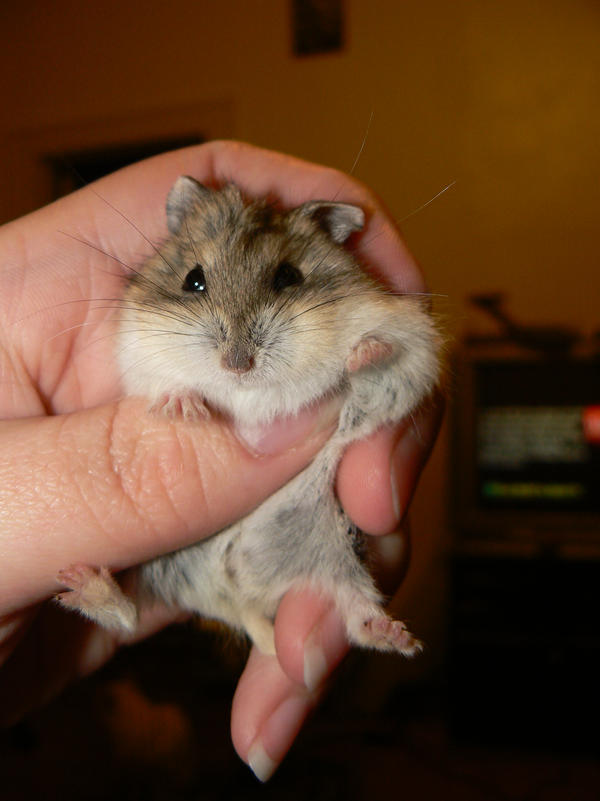 Best Dwarf Hamster Breeder Network Images & Facts - Gregory Stevens