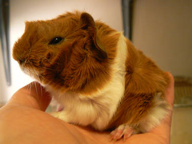 Guinea Pig Babies 4