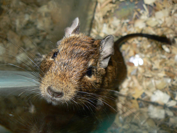 Actor Degu Male Degu by ShadedRain on DeviantArt