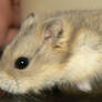 Mini Dwarf Hamster 5