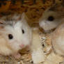 Roborovski Hamsters 1