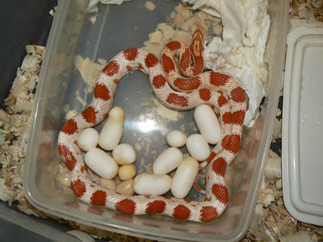 Candycane Corn Snake Eggs 1