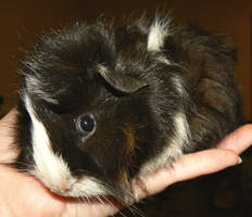 Guinea Pig Babies 64 :Litter3