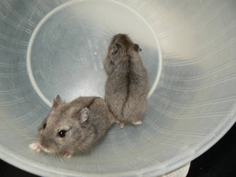 Dwarf Hamster Babies 3