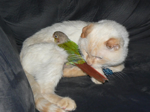 Cat and Bird