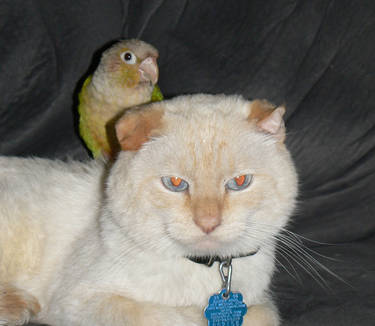 Cat and Bird 3