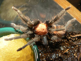 CostaRican TigerRump Tarantula