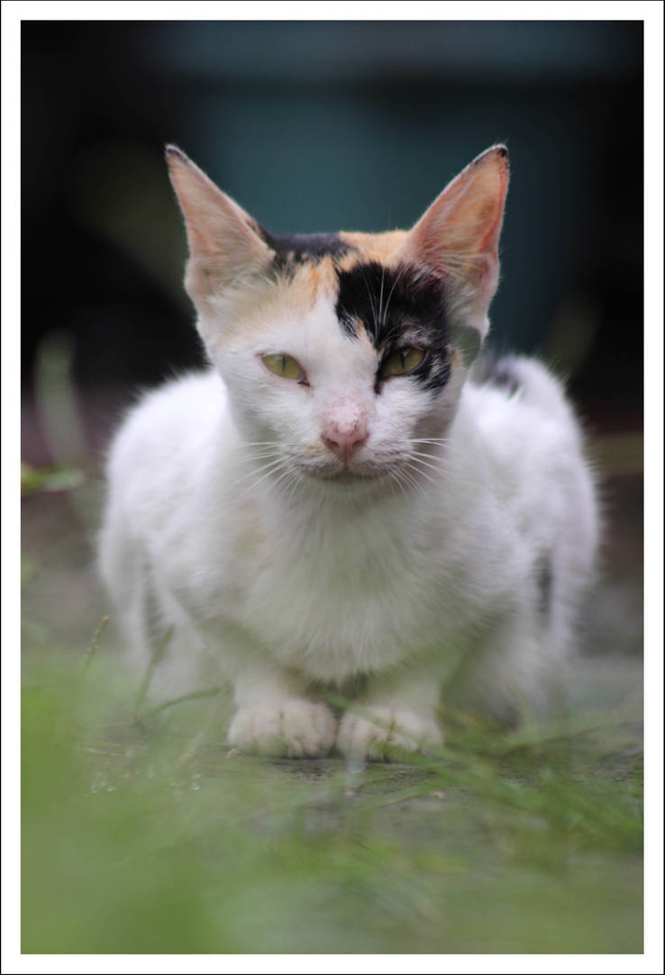 Kucing Garong By Gudnitephoto On Deviantart Kucing Garong By Gudnitephoto On Deviantart