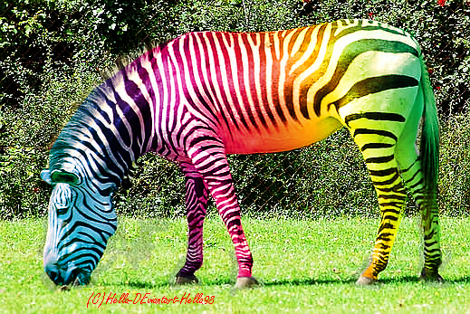 Rainbow Zebra by Hella98 on DeviantArt