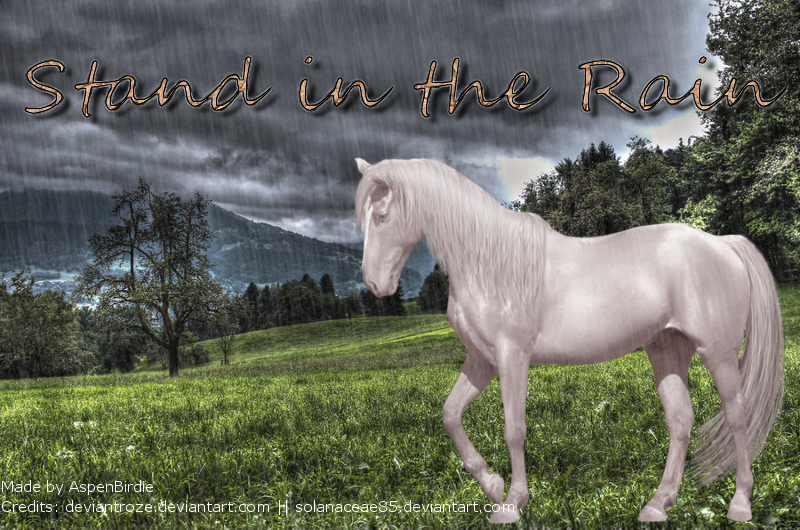 Stand in the Rain (Cremello)