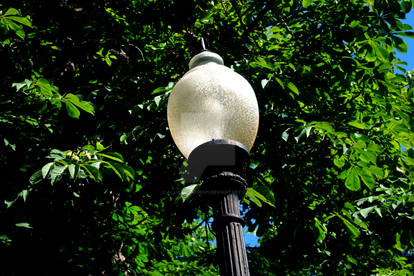 Light in the park