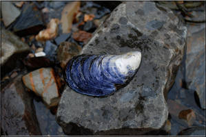 Purple Shell