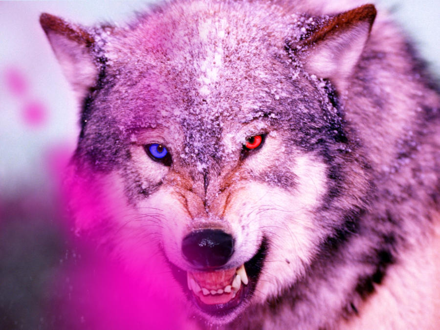 pink wolf angry by rimamausii on deviantart