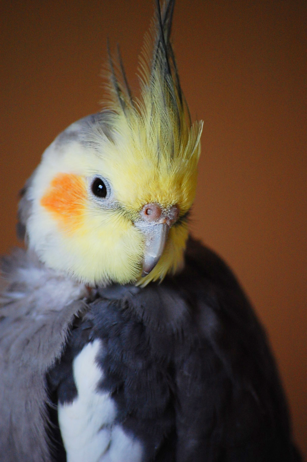 cockatiel