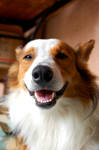 Dog Smile by pandorynha