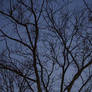 branches and sky