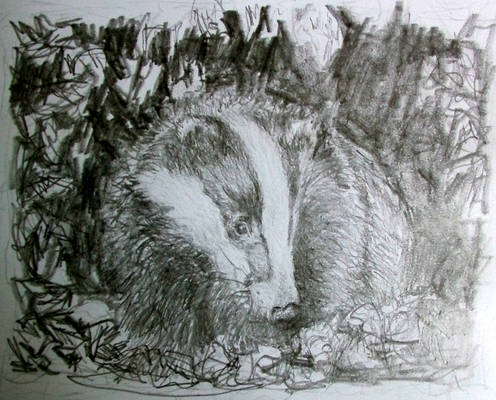 Busy Badger