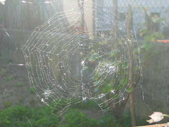 Web