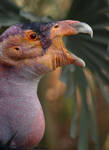 Nomor Condor by speciata