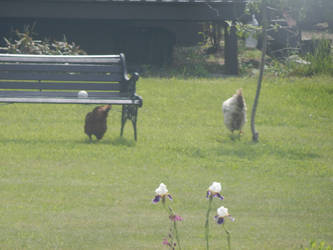 Neighbor's chickens