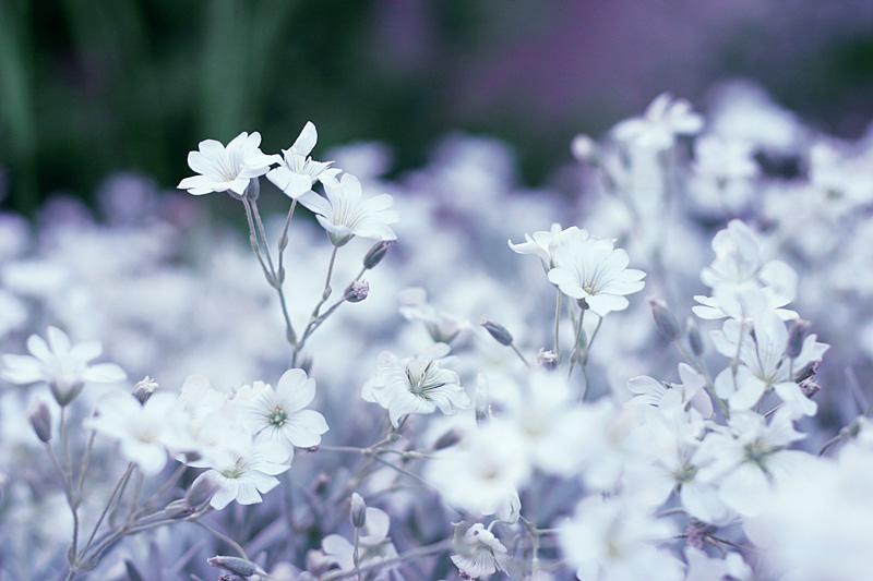 snow white flower