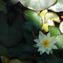 White Waterlily