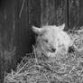 Tiny lamb...