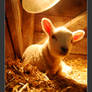 Little Lamb...