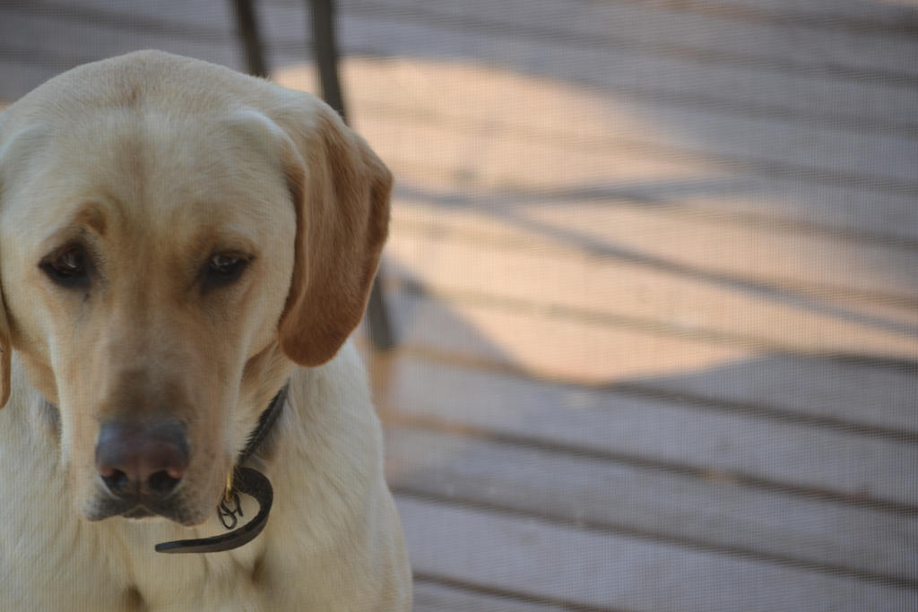 Sad Lab Sad Lab by Wildlifejoe on DeviantArt