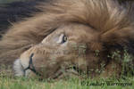 Sleepy Lion by lindsays-photos