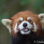 Red Panda portrait