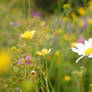 Bellis Perrenis