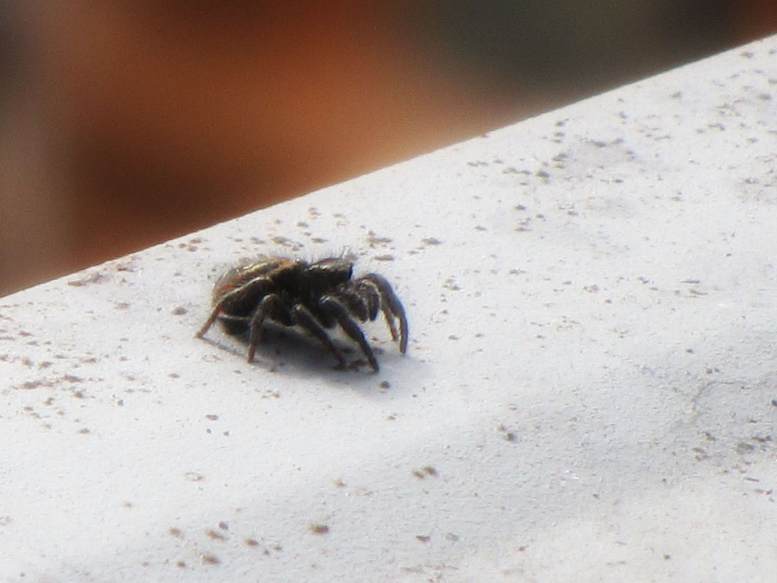 Jumping Spider 2