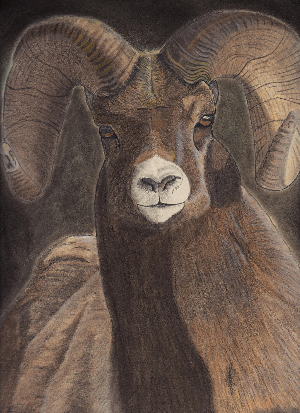 Rock Mountain Bighorn Ram III