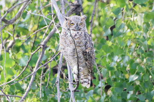 Great Horned Owl 3