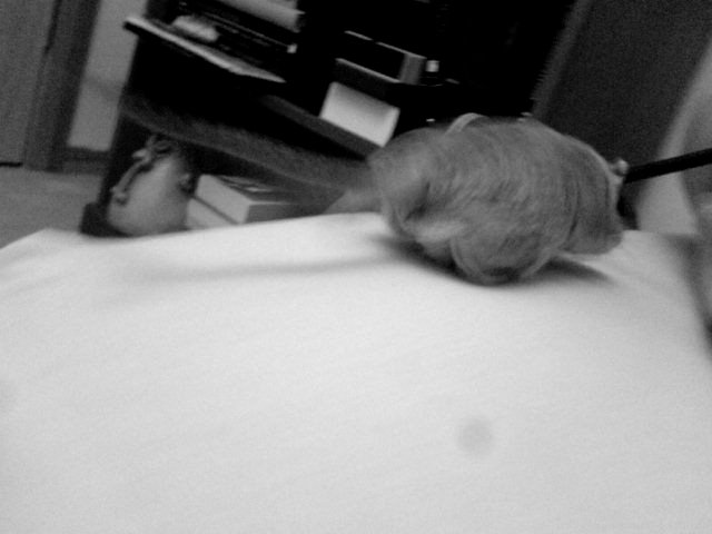 gerbil in motion