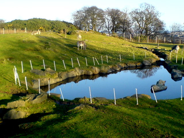 zebra lake edinburgh zoo