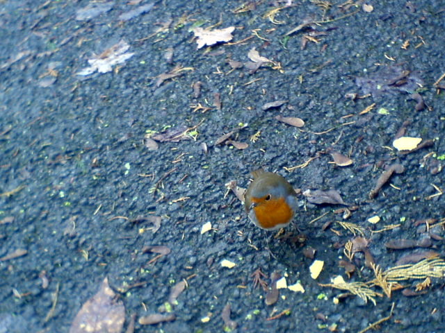 little robin