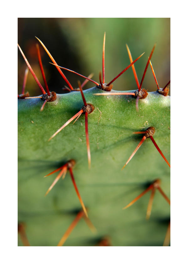 Nature's Barbed Wire